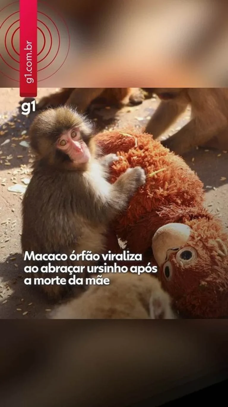 Macaco Órfão Aconchega Ursinho de Pelúcia Após Perder Mãe e Ser Rejeitado em Zoológico Japonês