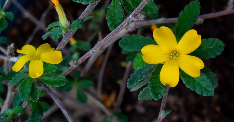 Chanana: Benefícios da Damiana são Comprovados ou Mito? Entenda o que a Ciência Diz e os Riscos do Uso