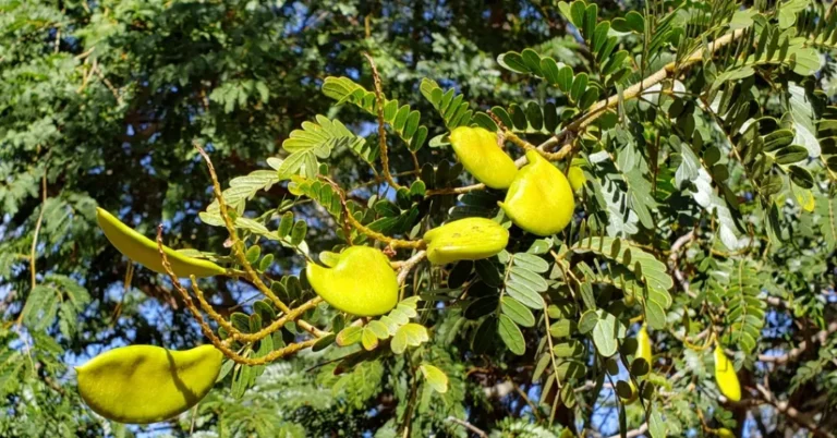 Chá de Jucá: Descubra os Poderes Cicatrizantes e Anti-inflamatórios Desta Planta Nativa