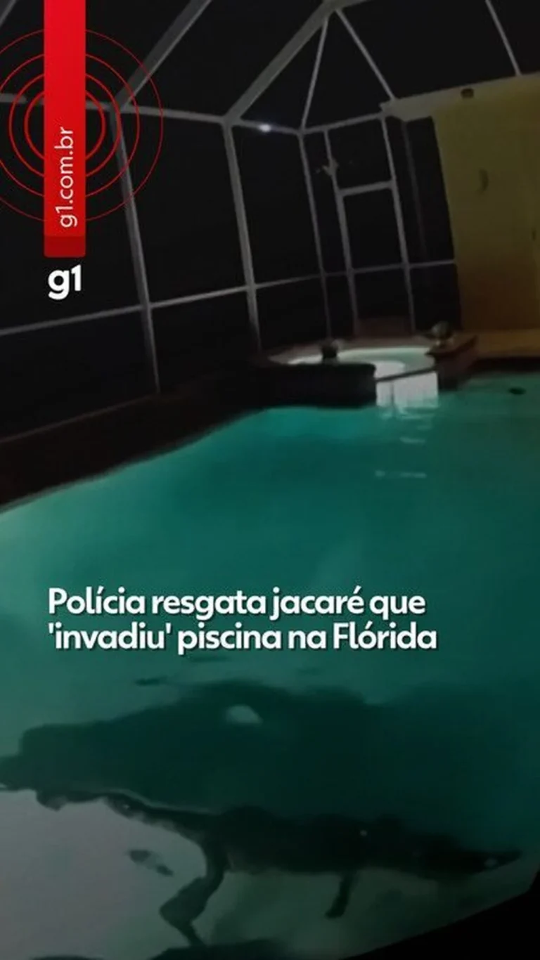 Jacaré ‘invasor’ é resgatado de piscina na Flórida em operação noturna com caçador especializado