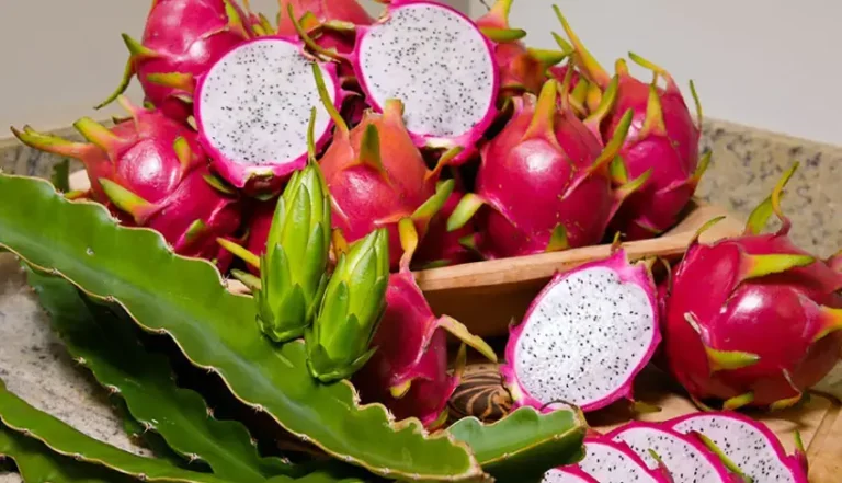 Feira Brasil na Mesa Celebra Riqueza da Agricultura Familiar com Foco em Diversidade e Negócios