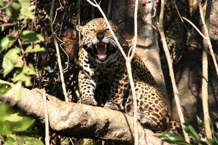 Feriado de Tiradentes 2026: Corumbá no Pantanal se consolida como destino completo com natureza, cultura e aventura