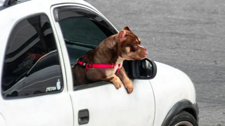 Multa por Cachorro Solto no Carro: Descubra as Regras do CTB e Como Transportar Seu Pet com Segurança para Evitar Pontos na CNH