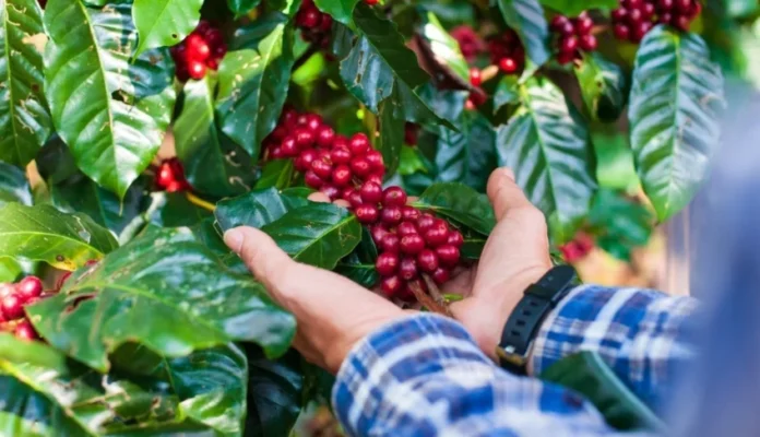 Pequenos Negócios Dominam Produção de Café no Brasil: Mais da Metade dos Produtores São de Pequeno Porte