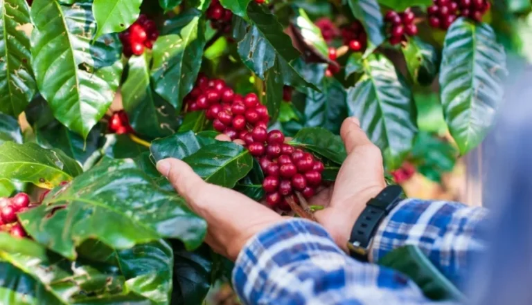 Pequenos Negócios Dominam Produção de Café no Brasil: Mais da Metade dos Produtores São de Pequeno Porte