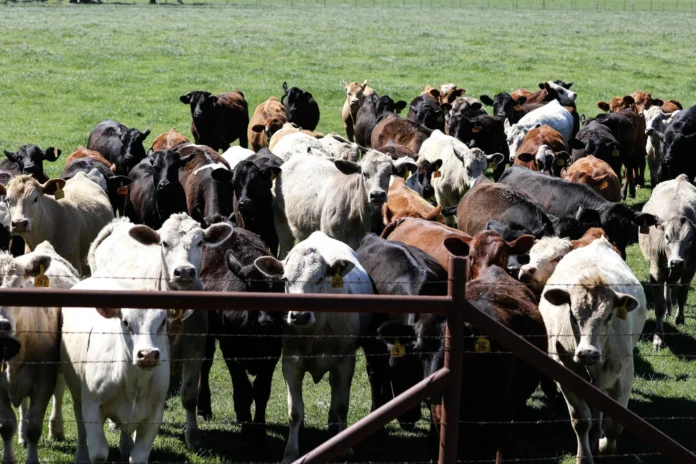 Alerta em Texas: Mosca da Bicheira, Parasita Mortal para Gado, Retorna aos EUA e Ameaça Produção de Carne