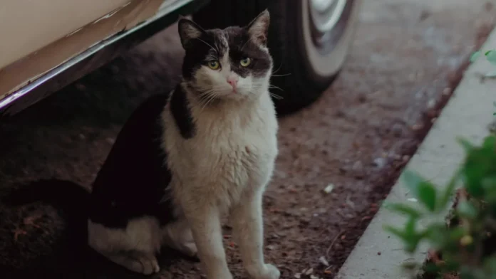 CNH em Risco: Abandono de Pets com Veículo Pode Levar à Suspensão da Habilitação e Multas Severas