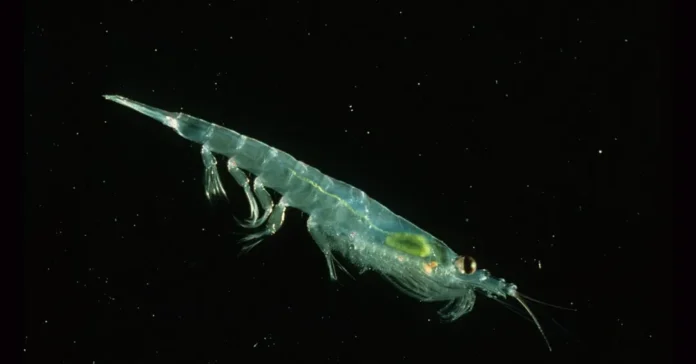 Óleo de Krill: O Que É, Benefícios e Por Que Se Tornou um Suplemento Popular de Ômega-3