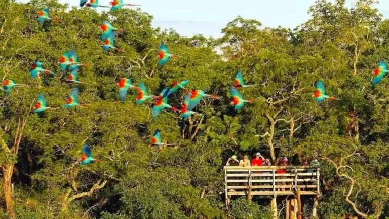 Edital Inédito Busca Fortalecer Turismo de Experiência no Brasil com Foco em Aves, Trilhas e Comunidades Locais
