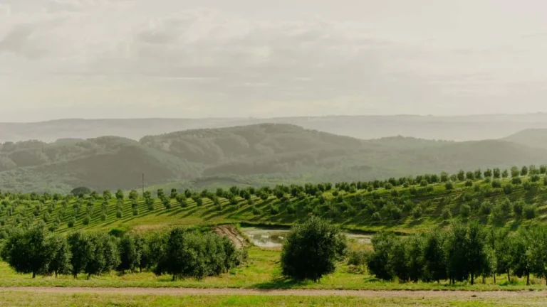 Rio Grande do Sul lança Rota BR 290 Azeites e Vinhos, pioneira no Brasil a unir olivoturismo e enoturismo